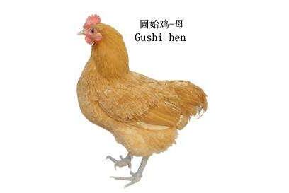  甘露寡聚糖肽对固始鸡免疫器官发育及 新城疫疫苗免疫效果的影响