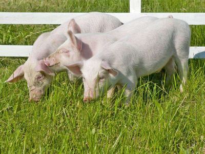 洛阳市生猪生产近期开始加快恢复步伐-生猪生产,生猪生产加快恢复