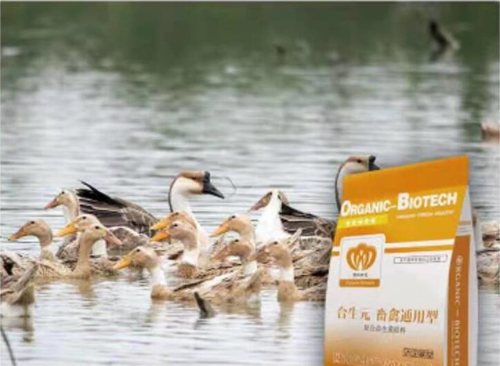 饲用益生菌在畜禽养殖领域的五大作用-饲用益生菌，益生菌在畜禽养殖上的作用